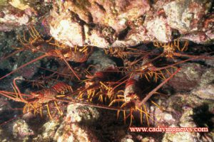 This image portrays The Lifecycle of Spiny Lobsters by California Diving News.