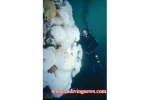 This image portrays Fish and Wreck Diving La Paz by California Diving News.