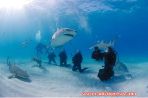 This image portrays Shark Angels Expedition a Resounding Success by California Diving News.