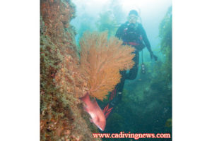 This image portrays La Jenelle Artificial Reef by California Diving News.