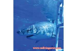 This image portrays Great Whites of Guadalupe Island by California Diving News.