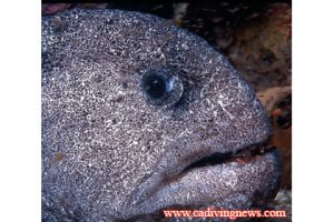 This image portrays Wolf-Eels: When is an eel, not an eel? by California Diving News.