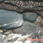 NOAA Grants Endangered Species Status to Black Abalone
