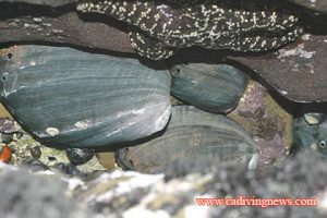 This image portrays NOAA Grants Endangered Species Status to Black Abalone by California Diving News.