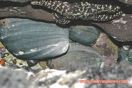 NOAA Grants Endangered Species Status to Black Abalone