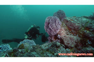 This image portrays In Search of Purple Hydrocoral in Los Coronados Islands, Mexico by California Diving News.