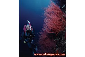 This image portrays Top Ten Tips For More Enjoyable California Diving by California Diving News.