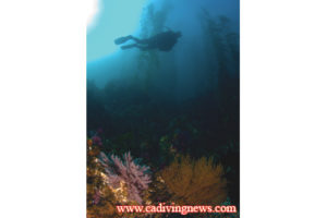 This image portrays P-38 Wreck by California Diving News.