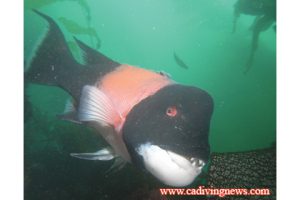 This image portrays How to Photograph Sheephead by California Diving News.