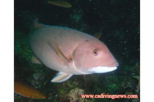 This image portrays How to Photograph Sheephead by California Diving News.