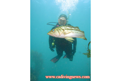 This image portrays Top Ten Tips to See More Fish by California Diving News.