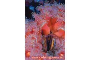 This image portrays Strawberry Fields by California Diving News.