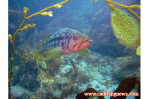 This image portrays The Garden by California Diving News.
