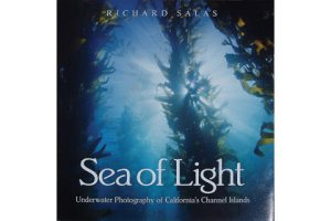This image portrays Sea of Light by California Diving News.