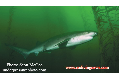 Giants on the Star – Black Sea Bass Inhabit The Star of Scotland Wreck