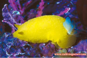 This image portrays Improve Your Photography: Get Better Macro Images by California Diving News.
