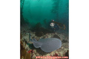 This image portrays Gull Island West by California Diving News.