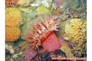 This image portrays Diving Big Sur on the Vision by California Diving News.