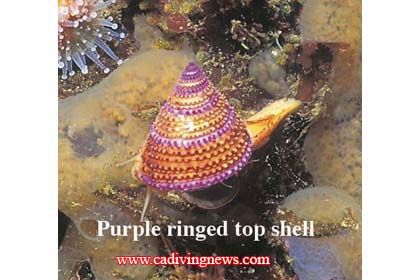 Jewels of the Sea: California?s Most Photogenic Sea Shells