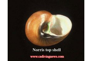 This image portrays Jewels of the Sea: California?s Most Photogenic Sea Shells by California Diving News.