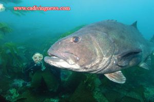 This image portrays How to Photograph Giant Black Sea Bass by California Diving News.