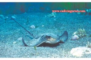 This image portrays Bat Ray Cove by California Diving News.
