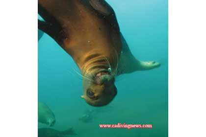 How to Photograph Sea Lions by Dale Sheckler