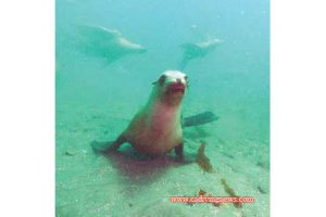 This image portrays How to Photograph Sea Lions by Dale Sheckler by California Diving News.