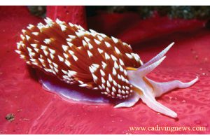 This image portrays Know Your Nudibranchs by California Diving News.