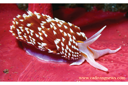 Know Your Nudibranchs