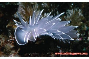 This image portrays Know Your Nudibranchs by California Diving News.