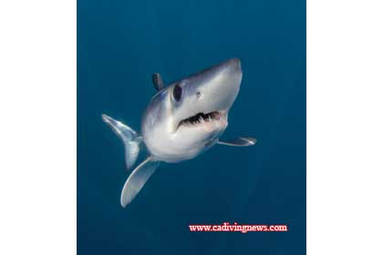 How to Photograph Blue and Mako Sharks