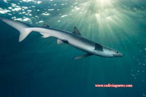This image portrays How to Photograph Blue and Mako Sharks by California Diving News.