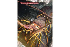 This image portrays How to Photograph Lobster by California Diving News.