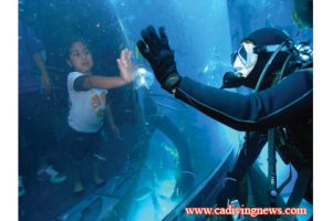 This image portrays Diving the AOP: California Tropical Diving by California Diving News.