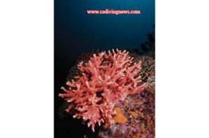 This image portrays Horseshoe Reef by California Diving News.