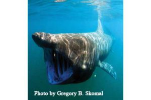 This image portrays Seen Any Basking Sharks? Contact NOAA by California Diving News.