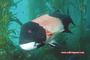 This image portrays Sheephead: The Bold Rogue of the Kelp Forest by California Diving News.