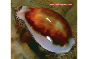 This image portrays Chestnut Cowries by California Diving News.