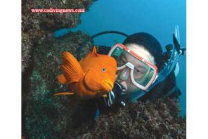 This image portrays Ode to the Garibaldi by California Diving News.