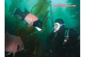 This image portrays Yap: More Than Just Mantas by California Diving News.
