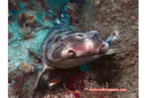 This image portrays Swell Sharks by California Diving News.