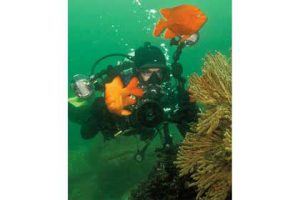 This image portrays The Cold, Dirty, Truth: How to Get Good Photos in California Waters by California Diving News.