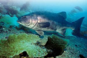 This image portrays Giant Sea Bass: Are They Really Back From the Brink? by California Diving News.