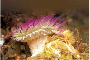 This image portrays Aggregating Anemones: Gangsters of the Sea? by California Diving News.