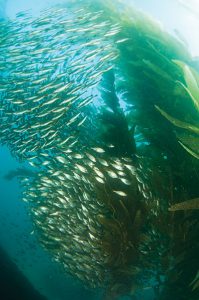 This image portrays The Spice of the California Diving Experience by California Diving News.
