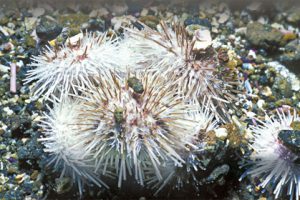 This image portrays Spiny Skinned and Symmetrical: California' s Sea Urchins by California Diving News.