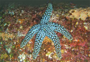 This image portrays She Seas Sea Stars: Sea Stars Exposed by California Diving News.