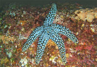 She Seas Sea Stars: Sea Stars Exposed