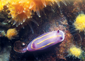 This image portrays Those Darling Dorids: SoCal Nudies Exposed by California Diving News.